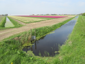 Tulpenveld