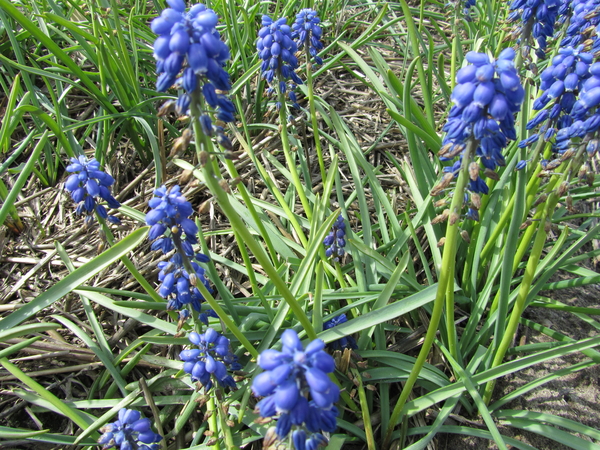 Bloemen