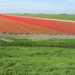 Tulpenveld