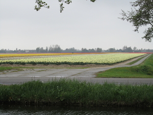 Tulpenveld