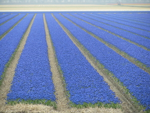 Blauwe druif