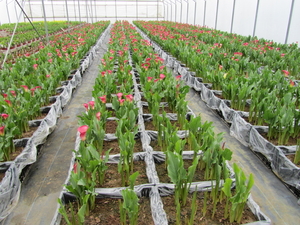 Calla