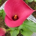 Calla