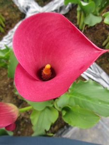 Calla