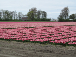 Tulpenveld