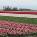 Tulpenveld