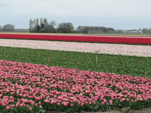 Tulpenveld