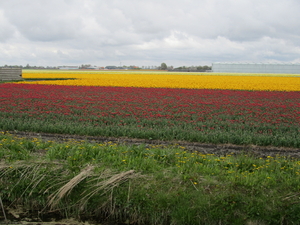 Tulpenveld