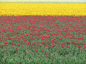 Tulpenveld