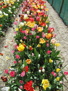 Tulpen