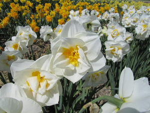 Narcissen