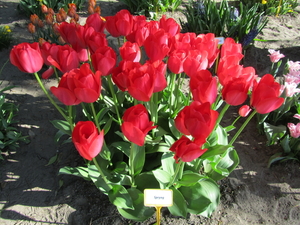 Tulpen