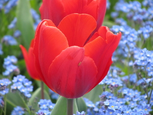 Tulp