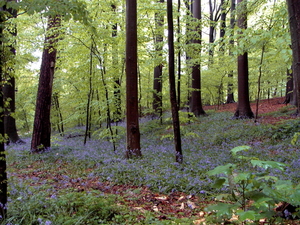 huizingen