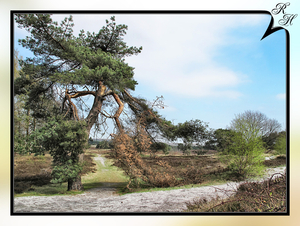 Brunssummerheide