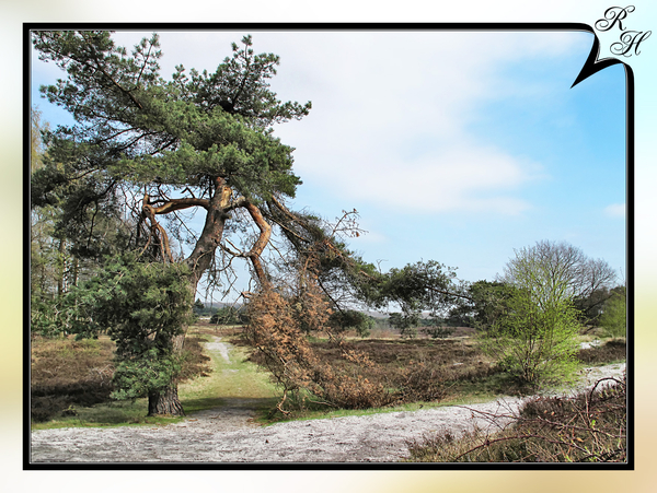 Brunssummerheide