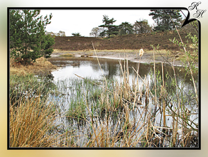 Brunssummerheide