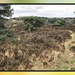 Brunssummerheide