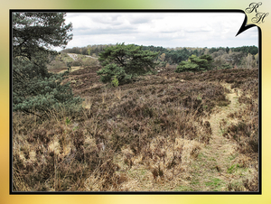 Brunssummerheide