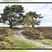 Brunssummerheide