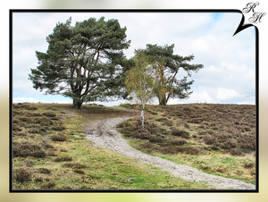 Brunssummerheide