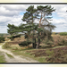 Brunssummerheide