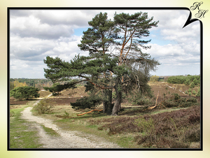 Brunssummerheide
