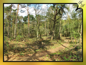 Brunssummerheide