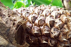 Ananas