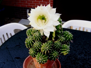 Schijnegelcactus