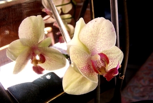 Dubbelbloemige orchidee in spiegel