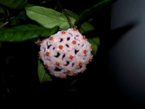 Hoya carnosa in bloei