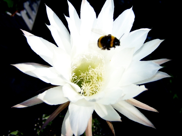 Bloem schijnegelcactus