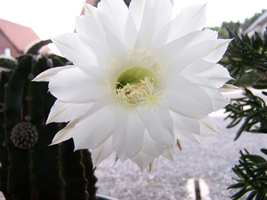 18 juli  schijnegelcactus