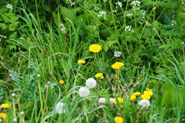 DSC_0001 JE ZELF ZIJN...MET DE NATUUR...