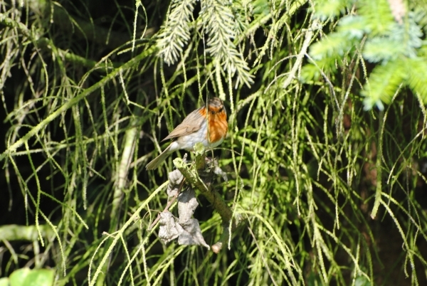 DSC_0002 PLUK DE DAG...EN BIJT ERIN!