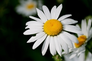 alpenmargriet - chrysanthemum alpinum