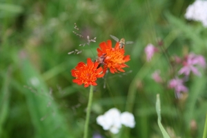 oranje havikskruid