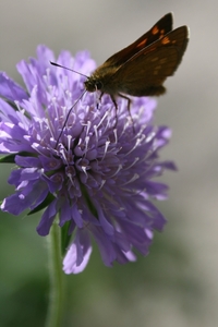 naaktstengelige kogelbloem