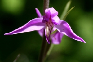 rodebosvogelorchis