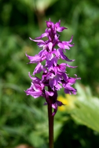 vleeskleurige orchis - dactylorhiza incarnata