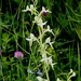 bergnachtorchis - platanthera chloranthe