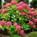 hortensia