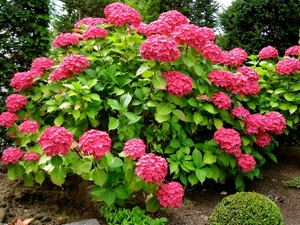 hortensia