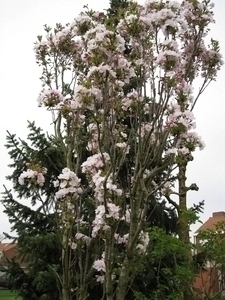 JAPANSE KERSELAAR.