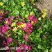 PRIMULA EN SPEENKRUID.