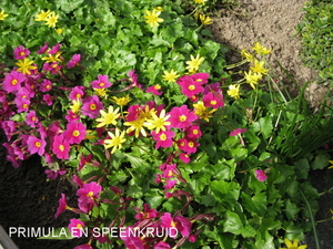 PRIMULA EN SPEENKRUID.