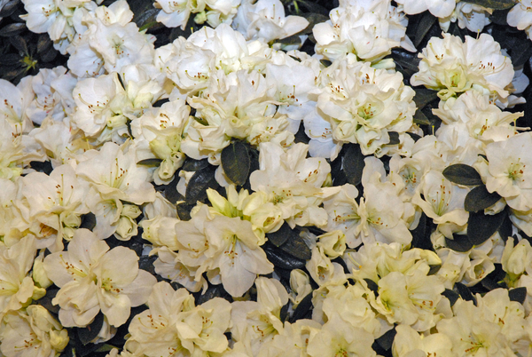 Floralin Gent 2010, Gentse Floralin 2010,200 Floralin, Floralin