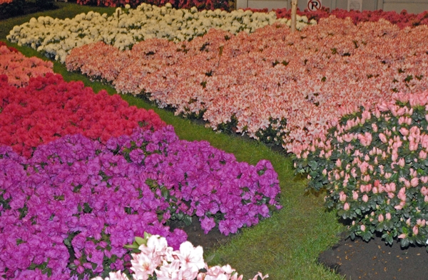 Floralin Gent 2010, Gentse Floralin 2010,200 Floralin, Floralin