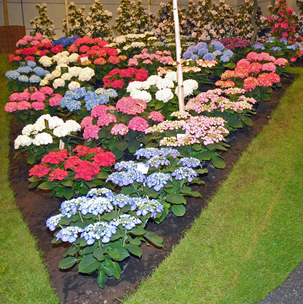 Floralin Gent 2010, Gentse Floralin 2010,200 Floralin, Floralin